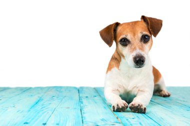 Akıllı köpek mavi zemin üzerinde