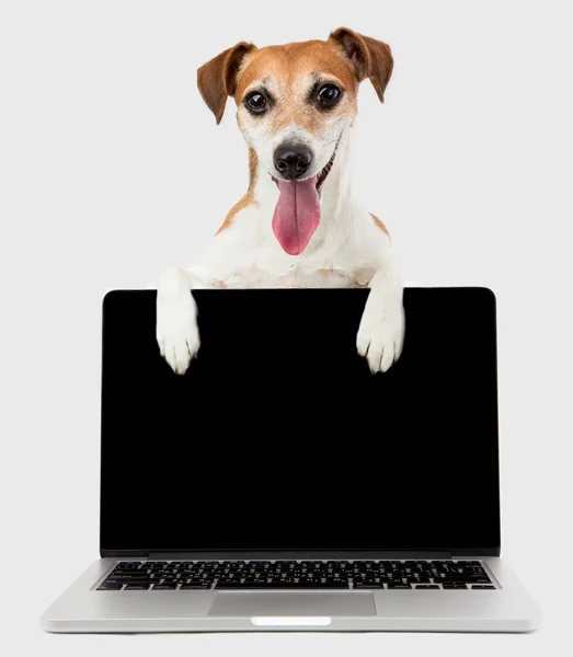 Sonrisa perro está utilizando el ordenador portátil — Foto de Stock