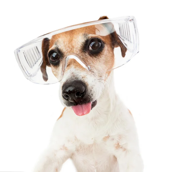 Dog puppy have fun — Stock Photo, Image