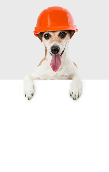 Cão em um construtor de capacete de proteção — Fotografia de Stock