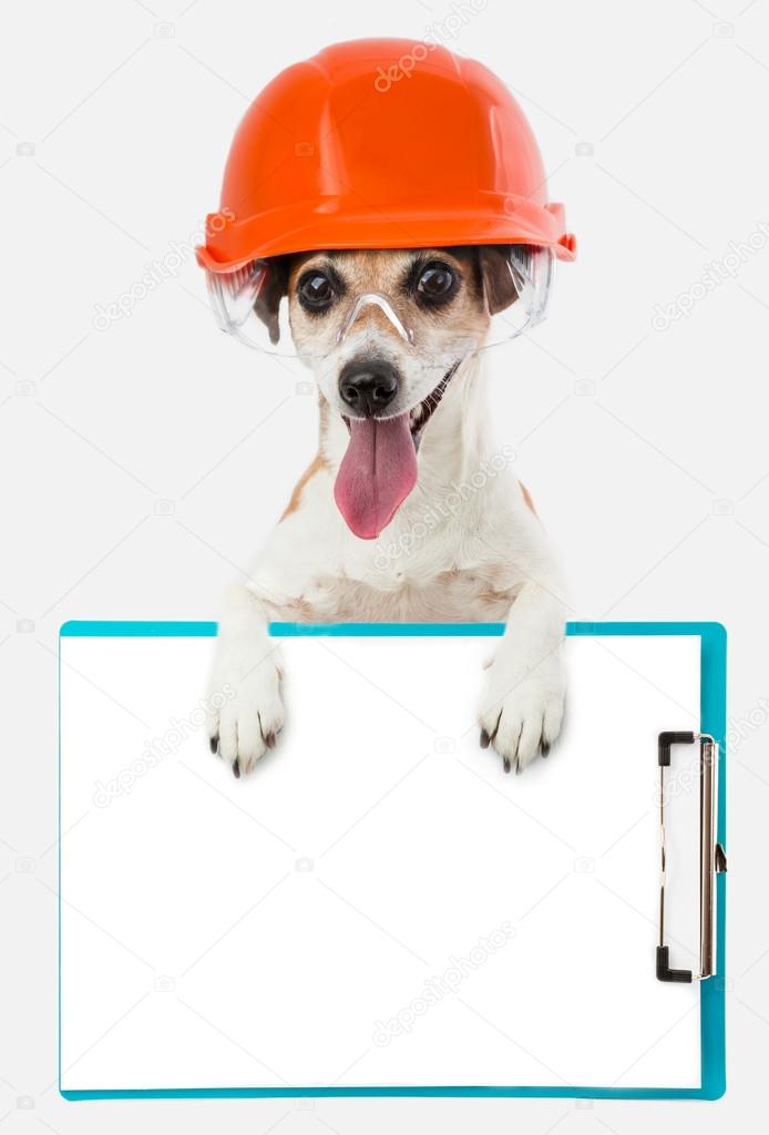 Dog lovelyl terrier smiling builder in helmet