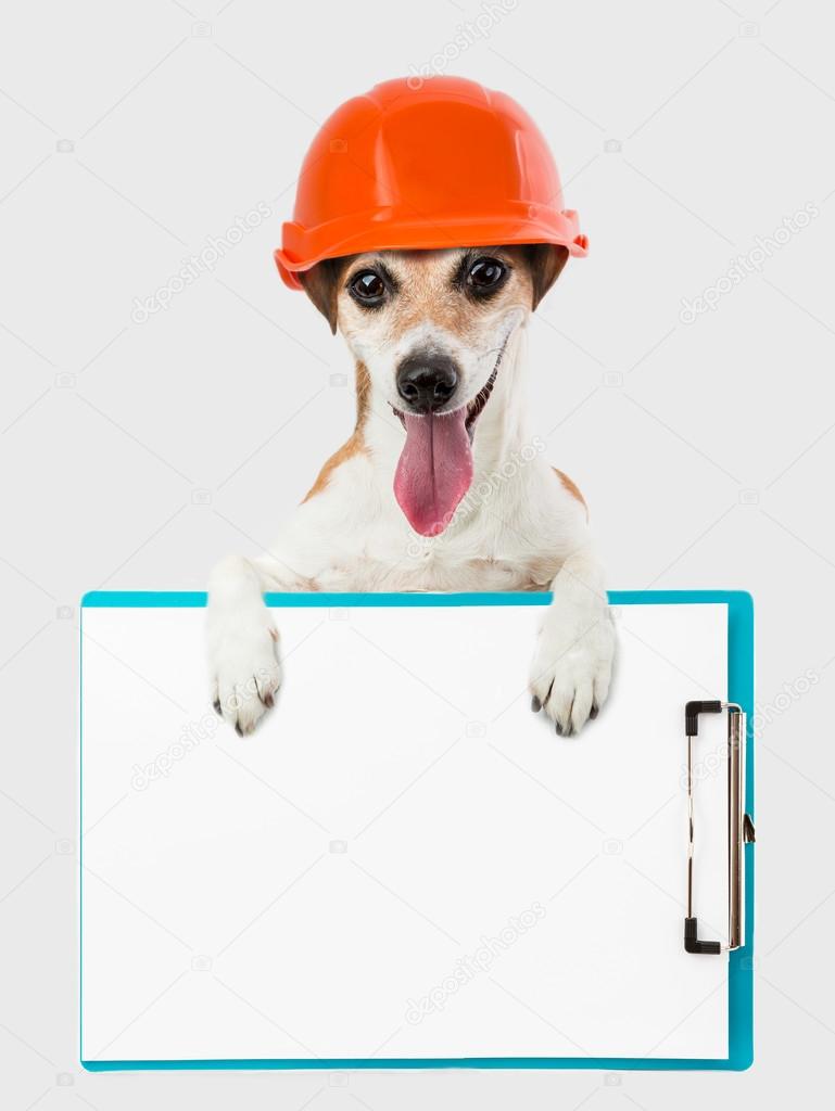 Funny small builder dog with helmet