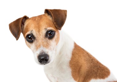 Köpek Jack Russell Terrier