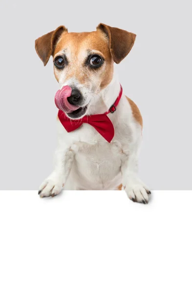 Appetizing food cute fashion dog — Stock Photo, Image