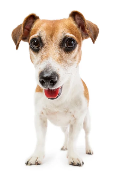 Hund jack russell terrier - Stock-foto