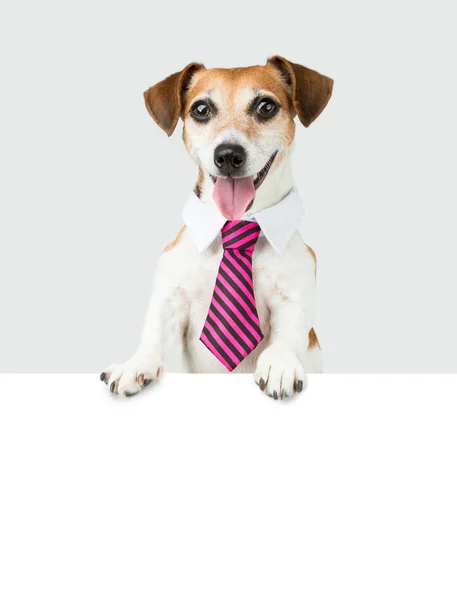 Bílý límec zaměstnanec. Pes — Stock fotografie