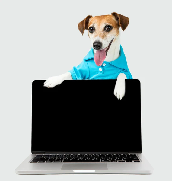 Ładny zabawny pies pokazuje informacje na laptopie — Zdjęcie stockowe