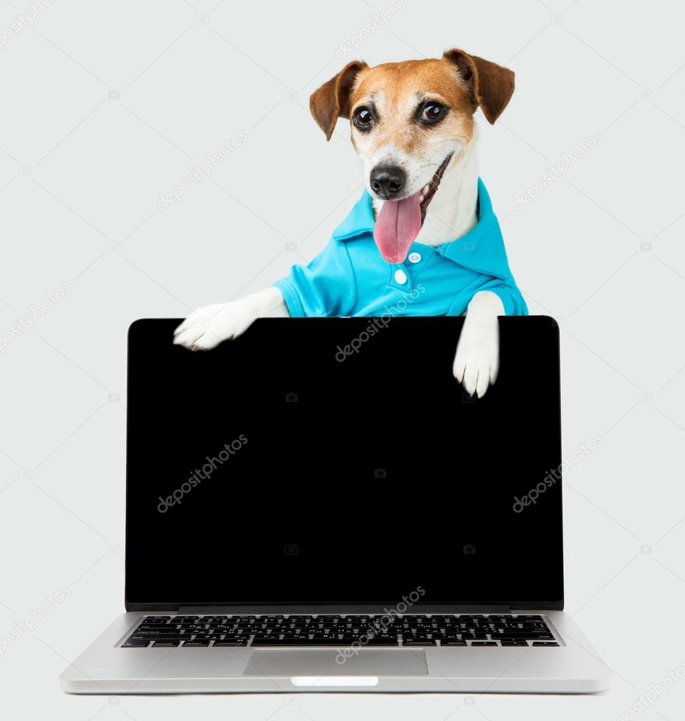 Cute funny dog shows information on a laptop