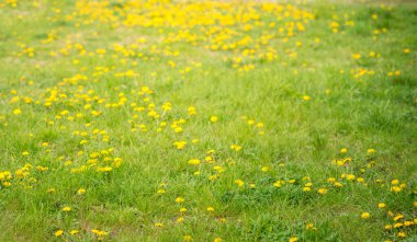 Yeşil arka planda leylak çiçekleri. Bahar Bayrağı.