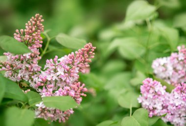 Yeşil arka planda leylak çiçekleri. Bahar Bayrağı.