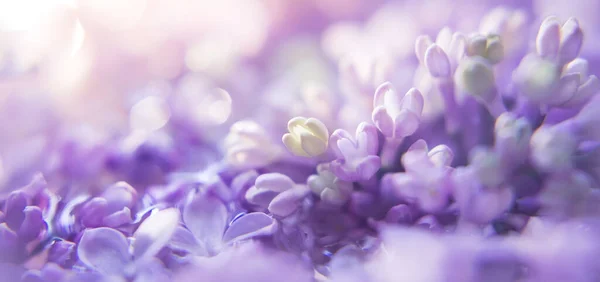 Lilac flowers bunch violet art design background. Beautiful violet Lilac flower closeup. Watercolor nature floral background. Spring Banner.