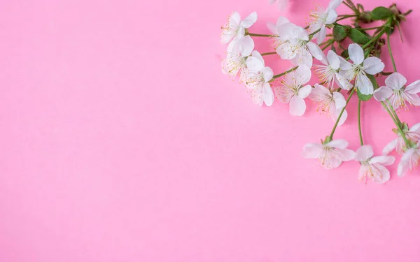 Composition Des Fleurs Fleurs Pommier Sur Fond Rose Pastel Concept — Photo