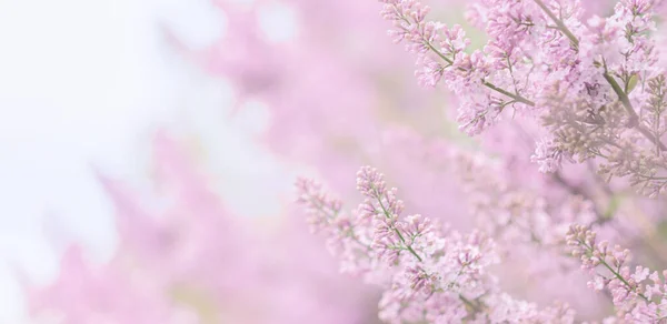 Kwiaty Lilii Zielonym Tle Sztandar Wiosenny — Zdjęcie stockowe