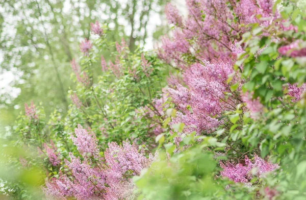 Lilac flowers on a green background. Spring Banner.