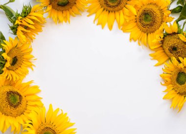 Beyaz arka planda ayçiçekleri. Metin için alanı olan yaz arkaplanı..