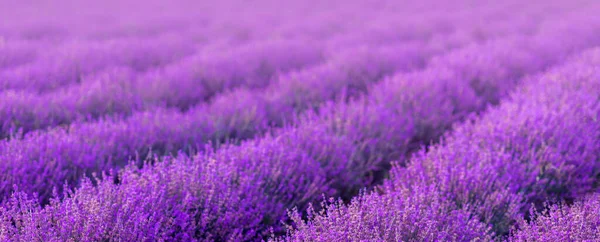 夏季紫色横幅背景 一片薰衣草 — 图库照片