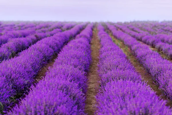 Campo Lavanda Campo Roxo Flores — Fotografia de Stock