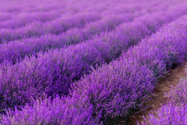 Campo Lavanda Campo Viola Fiori — Foto Stock