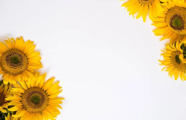 Sonnenblumenblüten Auf Weißem Hintergrund Sommer Hintergrund Mit Platz Für Text — Stockfoto