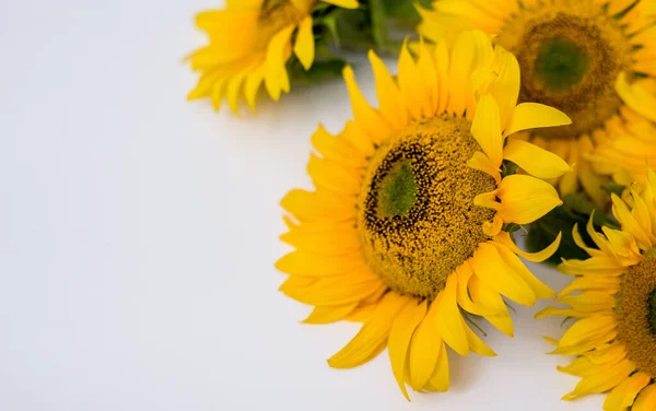 Sonnenblumenblüten Auf Weißem Hintergrund Sommer Hintergrund Mit Platz Für Text — Stockfoto