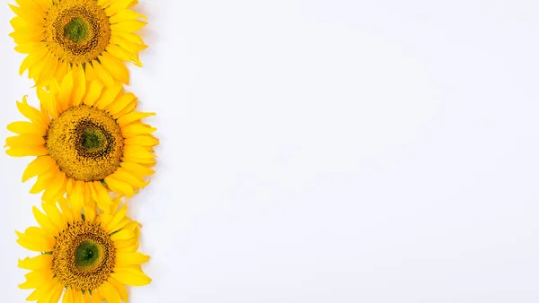 Sonnenblumenblüten Auf Weißem Hintergrund Sommer Hintergrund Mit Platz Für Text — Stockfoto