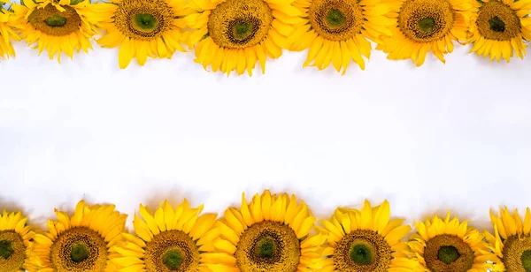 Квіти Соняшнику Білому Тлі Літній Фон Пробілом Тексту — стокове фото