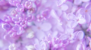 Arkaplanda leylak çiçekleri var. Leylak çiçeklerine yakın plan.