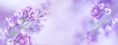 Leylak çiçekli güzel bir arka plan. Leylak dallarına yakın çekim. Metin için boşluk