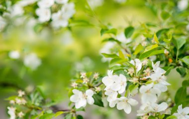 Çiçek açan elma ağacı. Bahar ve yaz arkaplanı..