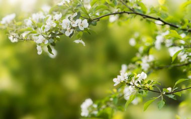 Beyaz çiçekli ve elma yapraklı bahar arkaplanı. Bulanık bahar çiçekleri arka planı.