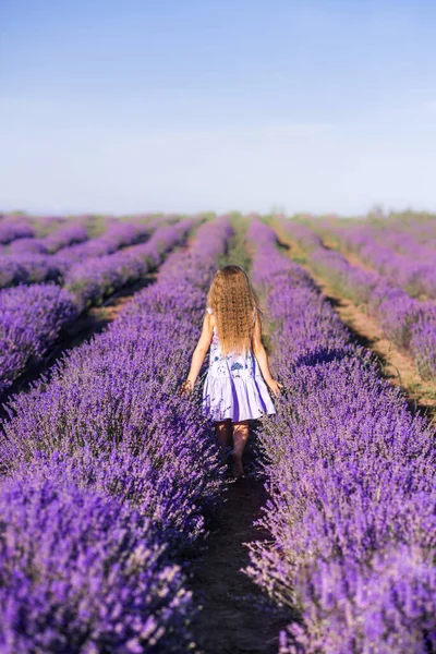 Een Meisje Een Veld Van Lavendel Een Kind Wandelt Provence — Stockfoto