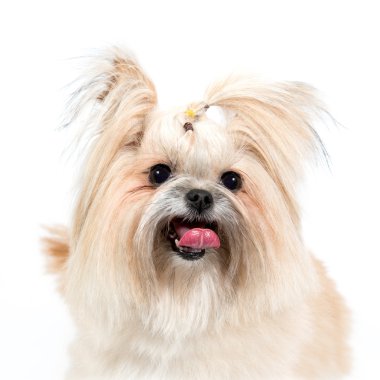 Spitz tatlı gülümseyen