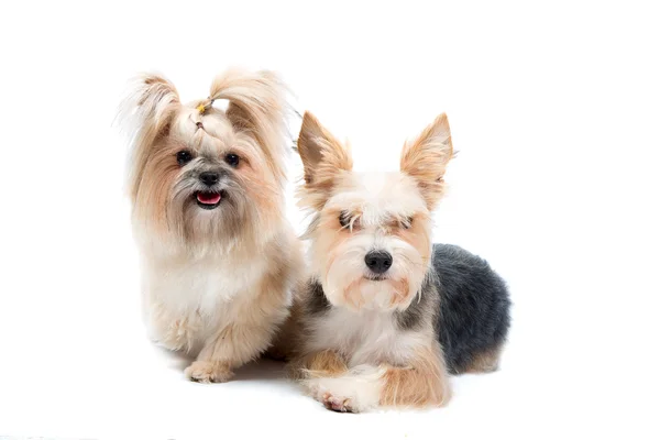 Pair cute small dogs — Stock Photo, Image