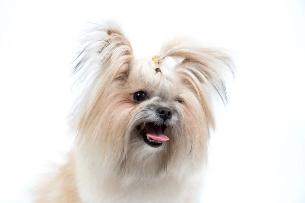 Smiling charmingly Spitz — Stock Photo, Image