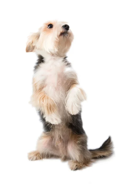 Sevimli köpek arka ayakları üzerinde oturan