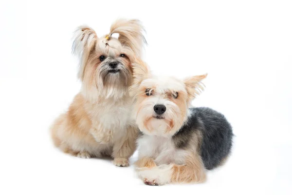 Pair small dogs isolated on white background — Stock Photo, Image