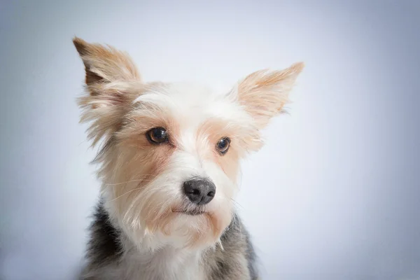 Sad puppy — Stock Photo, Image