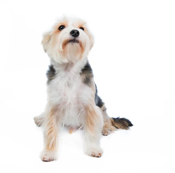 Terrier dog in studio on the white background — Stock Photo, Image