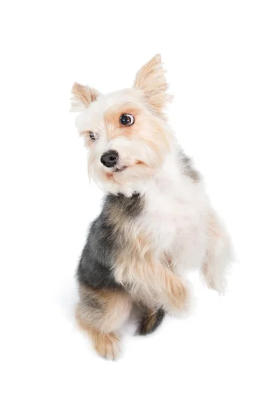 Perro pidiendo perdón — Foto de Stock