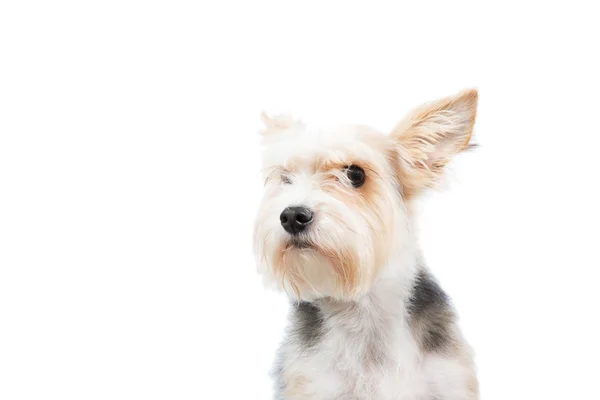 Curious friendly dog with attentive look — Stock Photo, Image