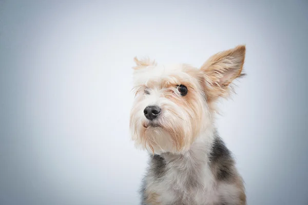 Nyfiken vänliga hund med uppmärksam ser — Stockfoto