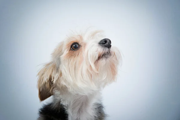 Närbild hund porträtt — Stockfoto