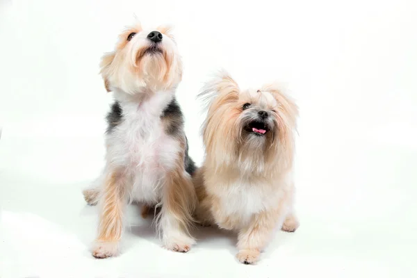 Cute couple small dogs — Stock Photo, Image
