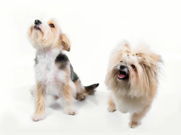 Coppia carina cani piccoli guardando a sinistra — Foto Stock