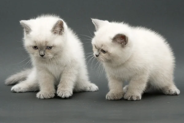 Couple cute british kitten — Stock Photo, Image