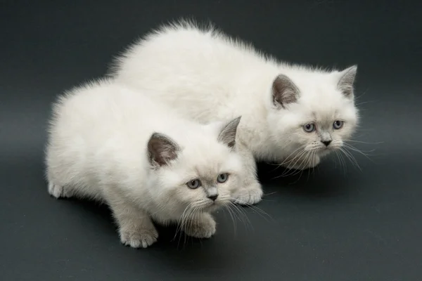 Couple cute british kitten — Stock Photo, Image