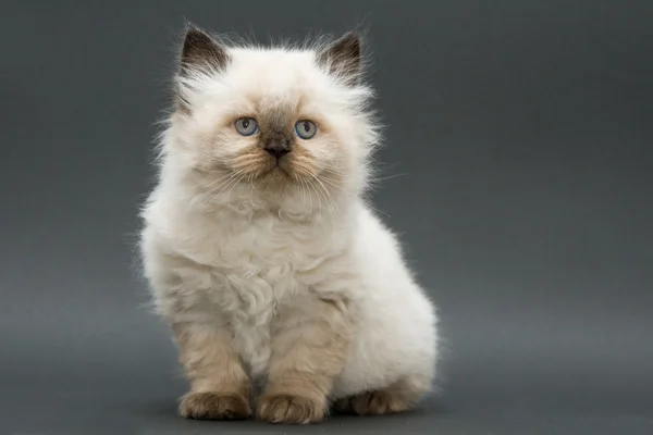 Cute british kitten — Stock Photo, Image