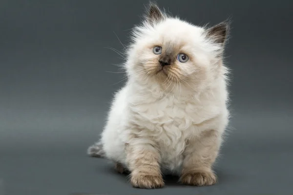 Cute british kitten — Stock Photo, Image