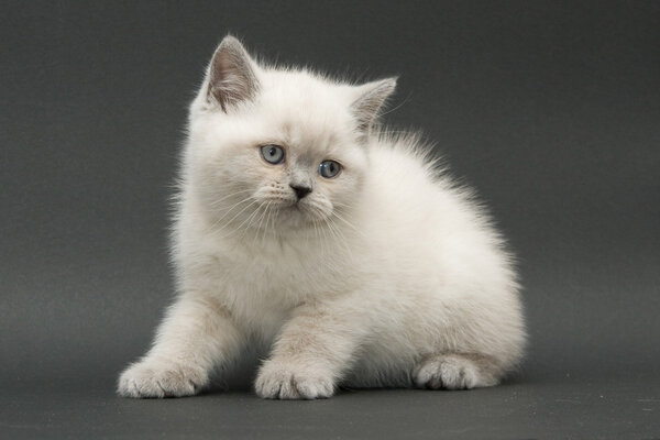 nice cute british kitten