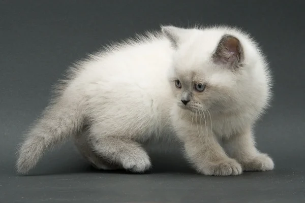 Bonito bonito britânico gatinho — Fotografia de Stock